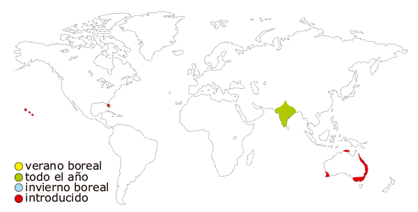 Mapa de distribución mundial del pavo real (Pavo cristatus)
