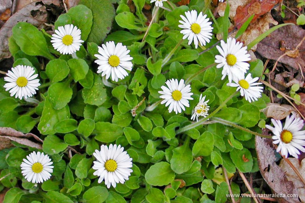 Margarita menor (Bellis perennis) vista desde arriba. Tambien llamada Bellorita, chirivita, maya.