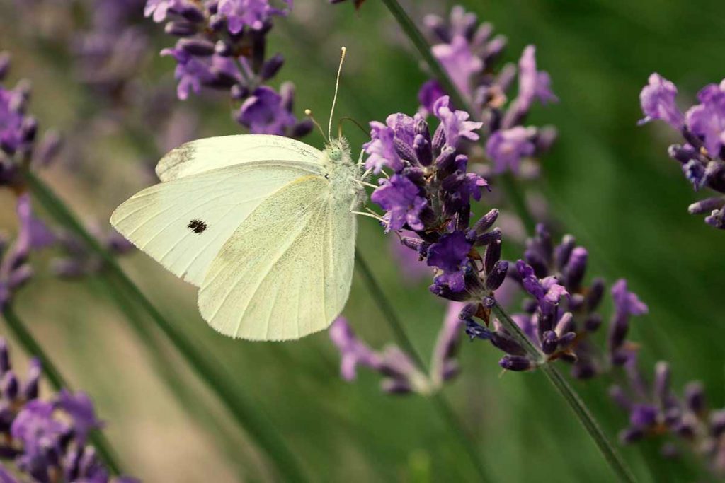 mariposa de la col (Pieris brassicae)