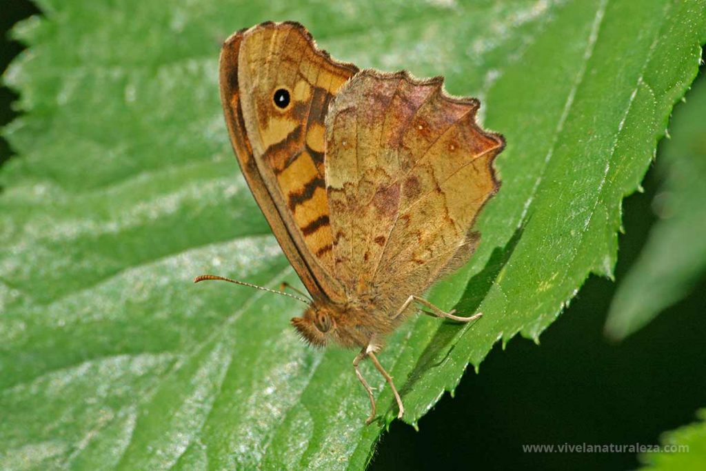 mariposa de los muros o maculada con las alas cerradas (Pararge aegeria)