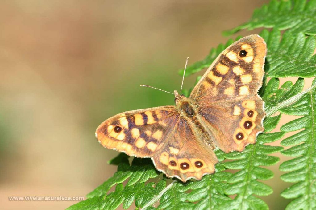 mariposa de los muros o maculada con las alas abiertas (Pararge aegeria)