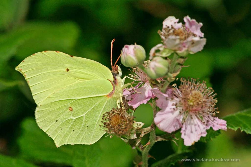 Macho de Gonepteryx rhamni o Limobnera
