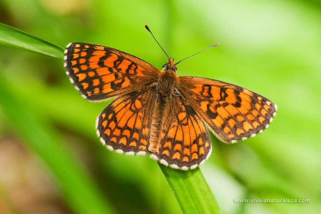mariposa doncella de la centaurea (Melitaea phoebe)