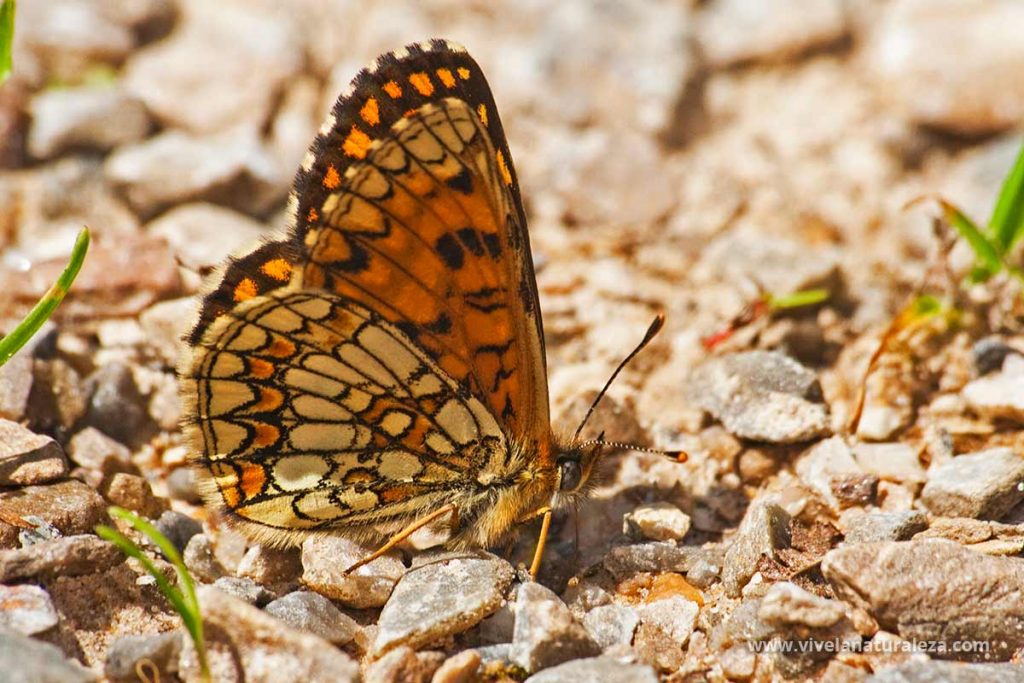 mariposa doncella de la centaura o doncella mayor (Melitaea phoebe, Mellicta phoebe) con las alas cerradas