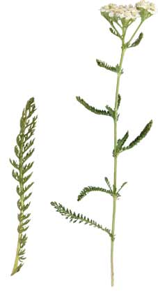 Milenrama (Achillea millefolium)