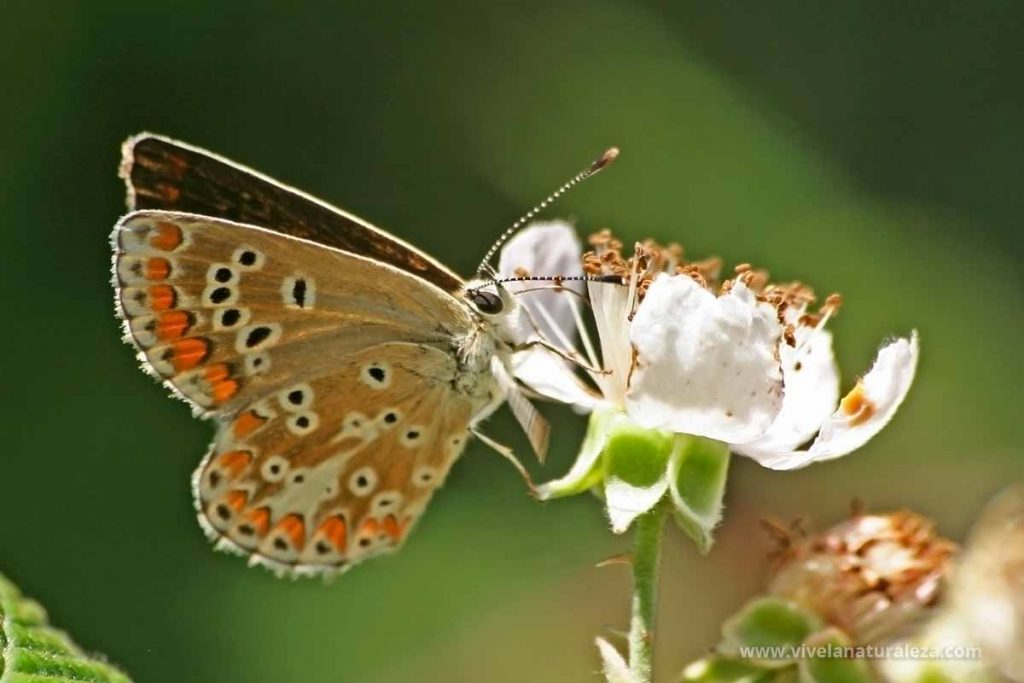 mariposa morena serrana (Aricia agestis)