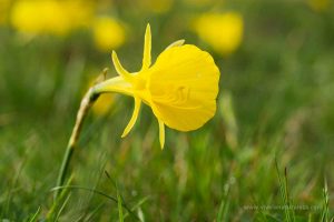 narciso acampanado (Narcissus bulbocodium)