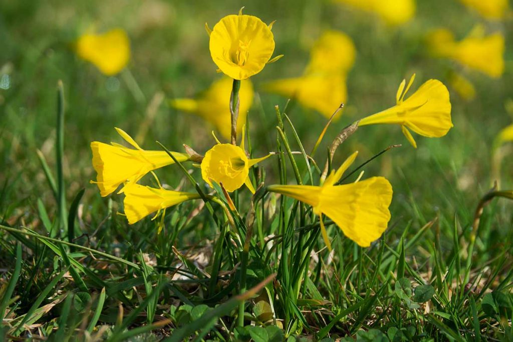 Narciso acampanado o trompeta de medusa (Narcissus bulbocodium)