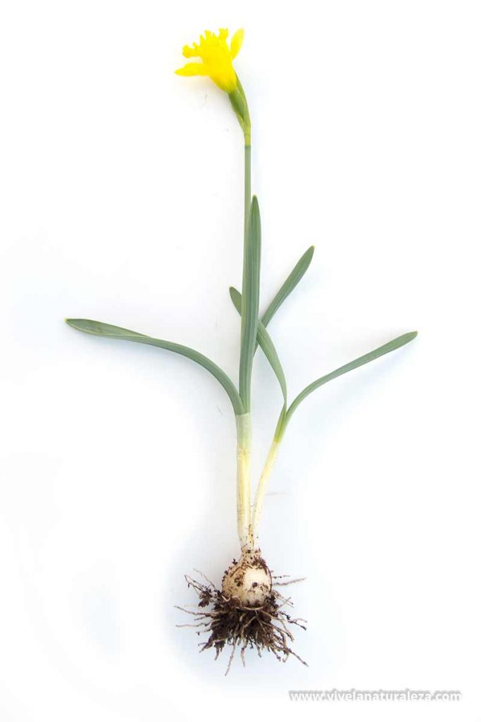 Narcissus asturiensis