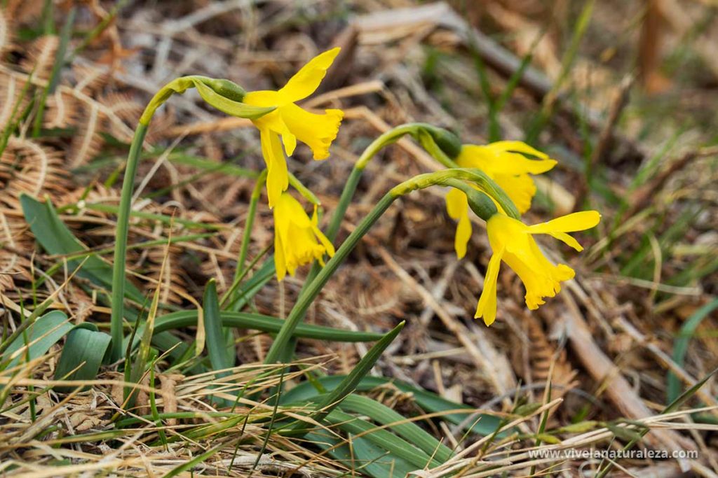 Plantas de Narcissus asturiensis