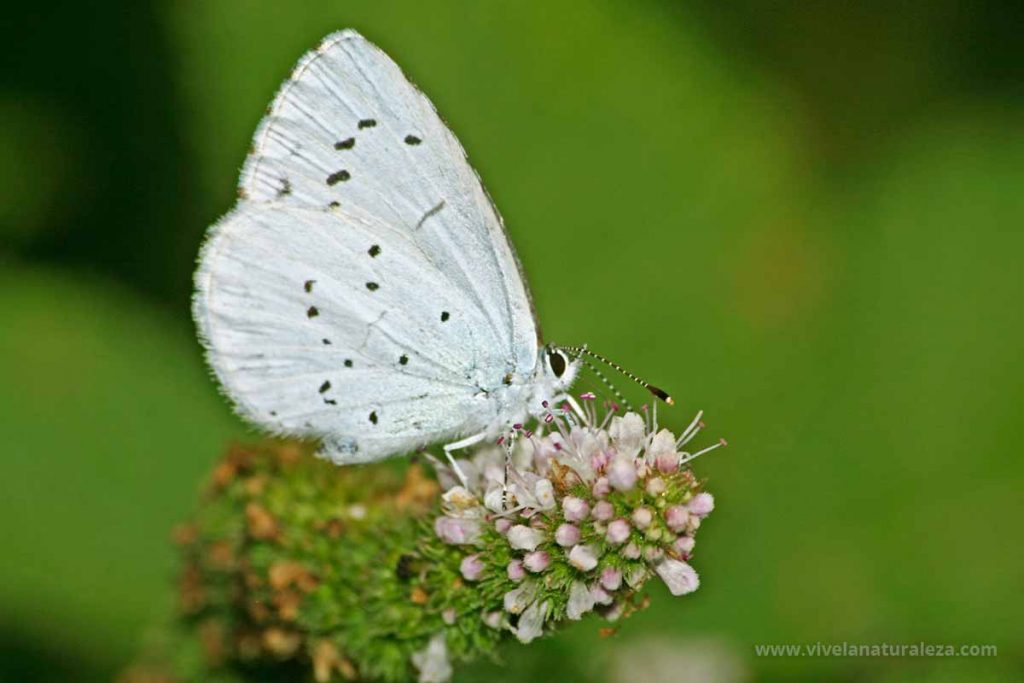 mariposa náyade (Celastrina argiolus)