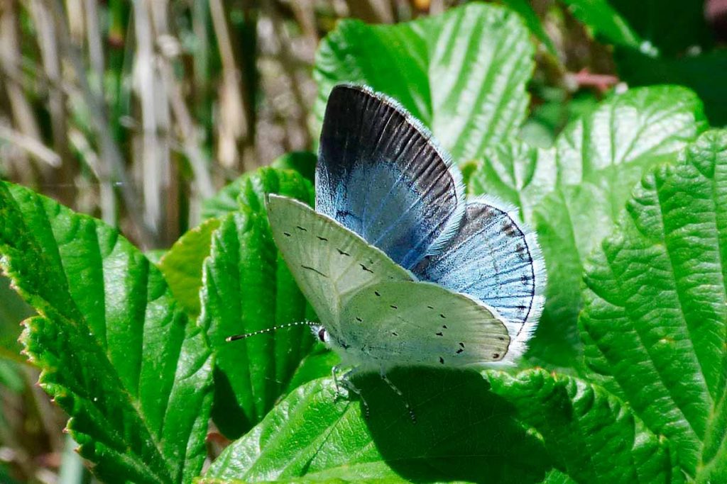 Hembra de mariposa náyade (Celastrina argiolus)