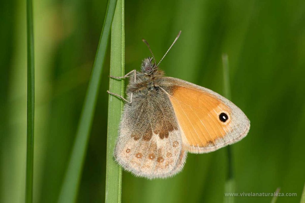 mariposa níspola o Ninfa de Linneo (Coenonympha pamphilus)
