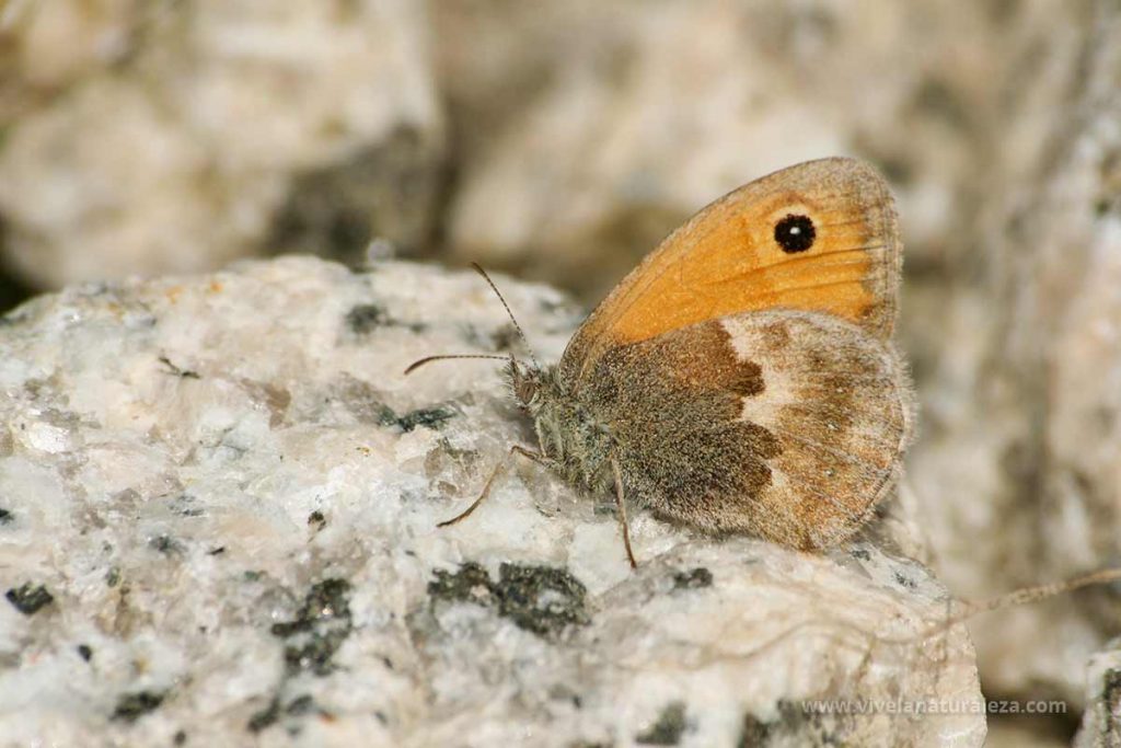 Mariposa níspola o ninfa de Linneo (Coenonympha pamphilus)