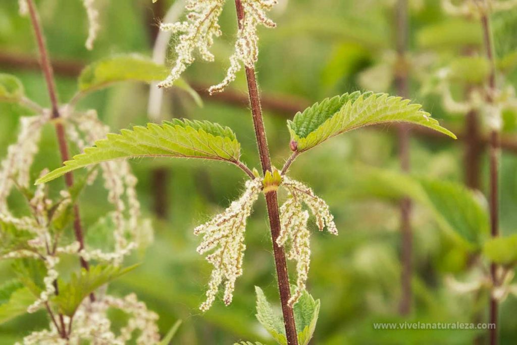 Detalle de las flores de la ortiga (Urtica dioica)