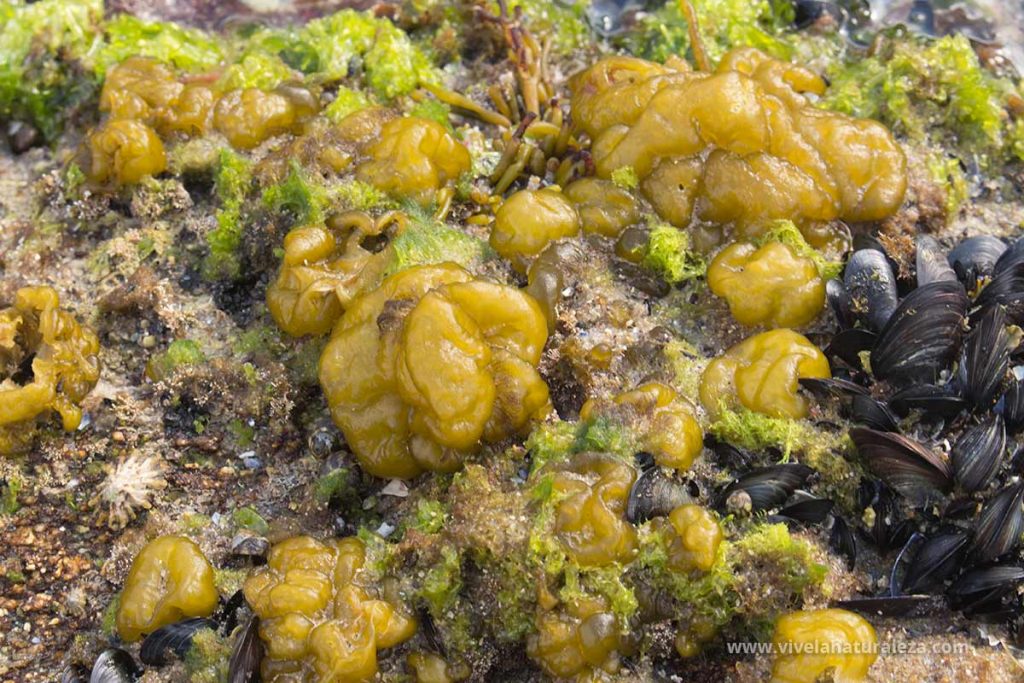 Patata de mar (Leathesia difformis) en su hábitat natural