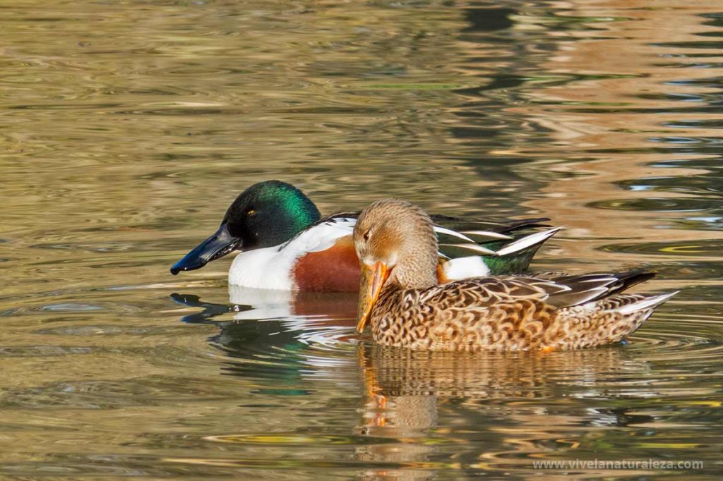 macho y hembra de pato cuchara o cuchara comun (Anas clypeata - Spatula clypeata)