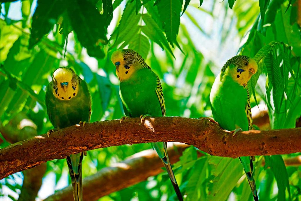 Periquito australiano (Melopsittacus undulatus) tambien llamado periquito comun o periquito ondulado