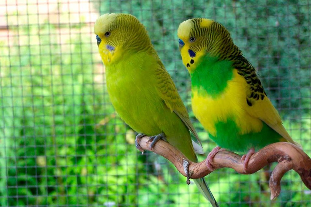 Periquitos de colores (Melopsittacus undulatus)