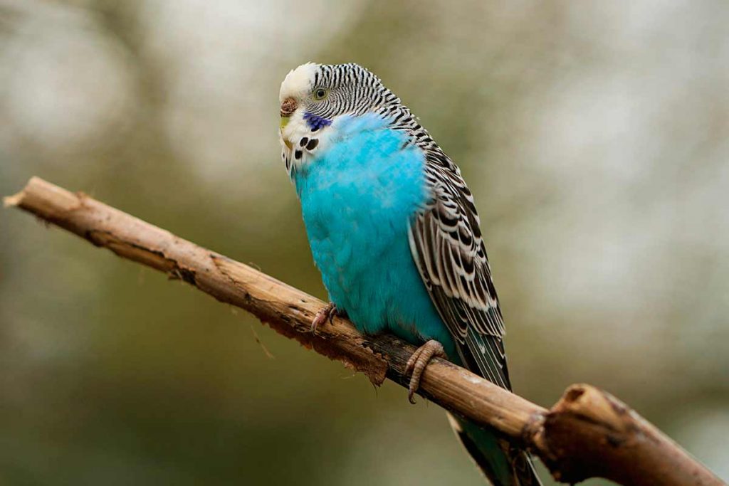 Periquito azul (Melopsittacus undulatus)