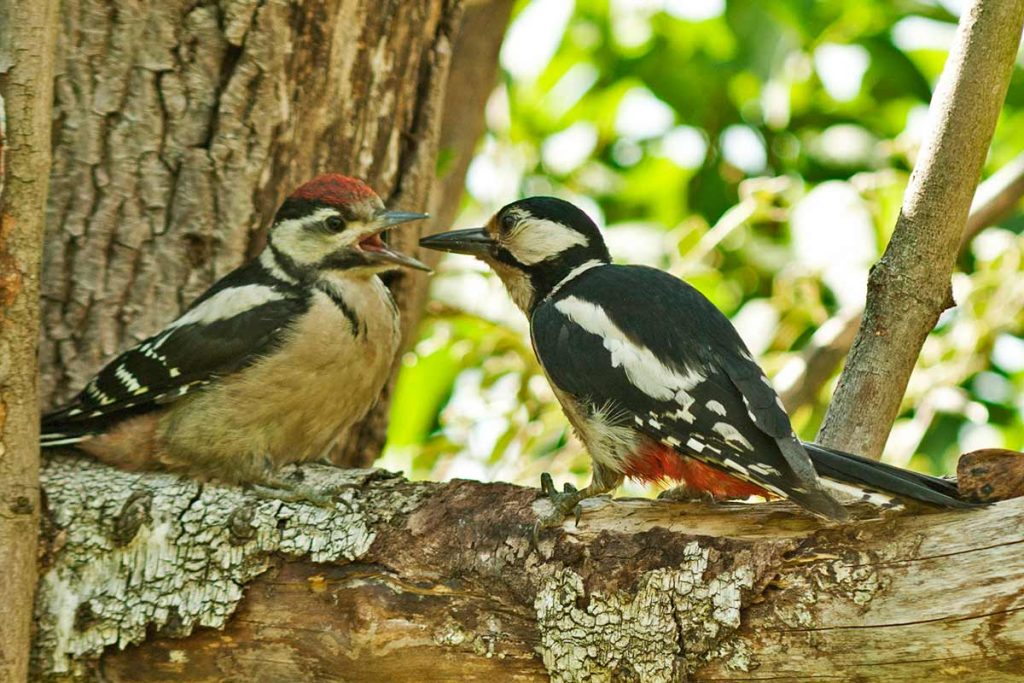 Una hembra y un ejemplar joven de pajaro carpintero de la especie pico picapinos (Dendrocopos major)
