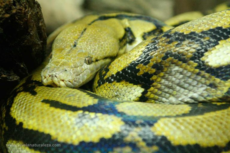 Pitón reticulada Malayopython reticulatus Vive la Naturaleza