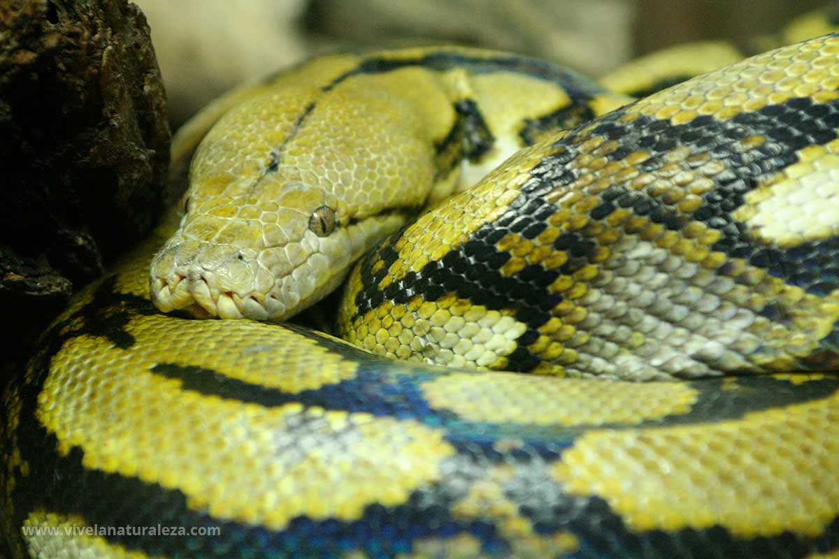 Pitón reticulada Malayopython reticulatus Vive la Naturaleza