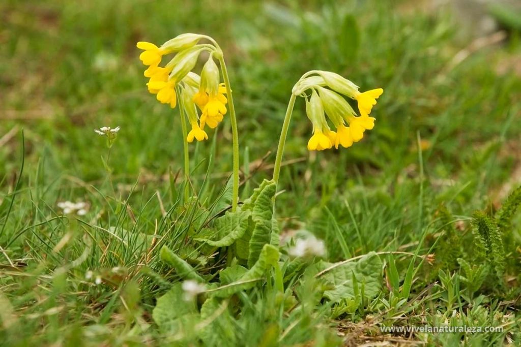 primavera (Primula veris)