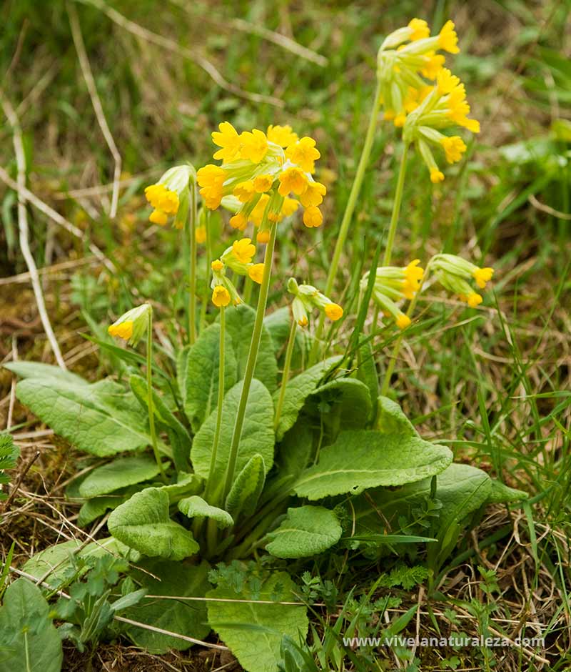 Varias plantas y flores de primavera silvestre (Primula veris)