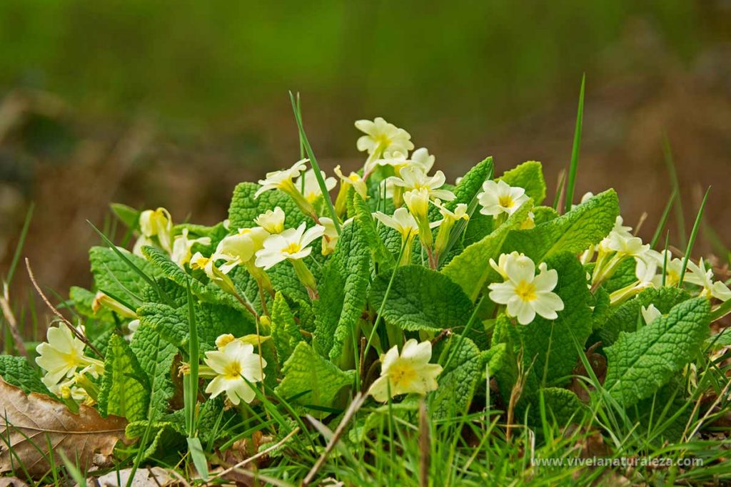Primavera - Primula vulgaris
