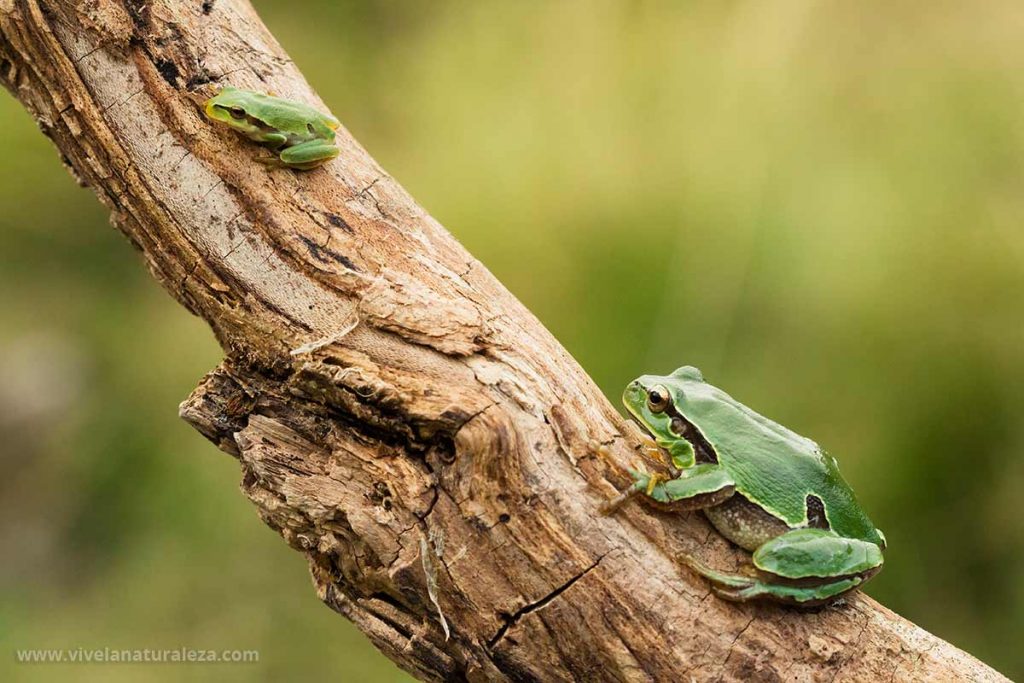 Ranita de San Antonio - Hyla arborea