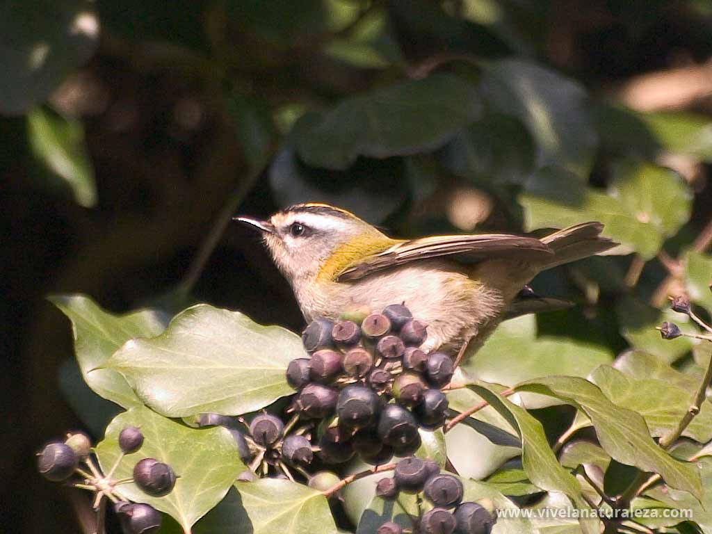 Reyezuelo listado (Regulus ignicapilla)