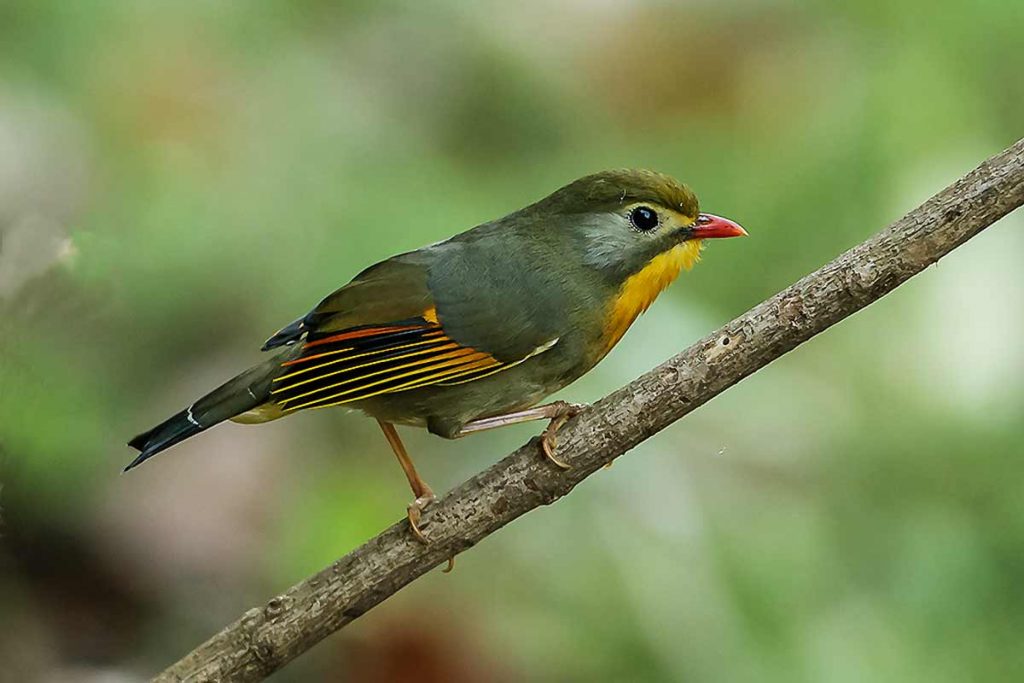 Ruiseñor del Japón - Leiothrix lutea
