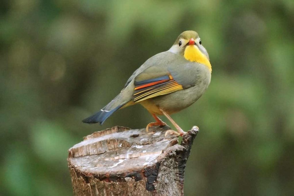 Ruiseñor de japon o ruiseñor japones (Leiothrix lutea)