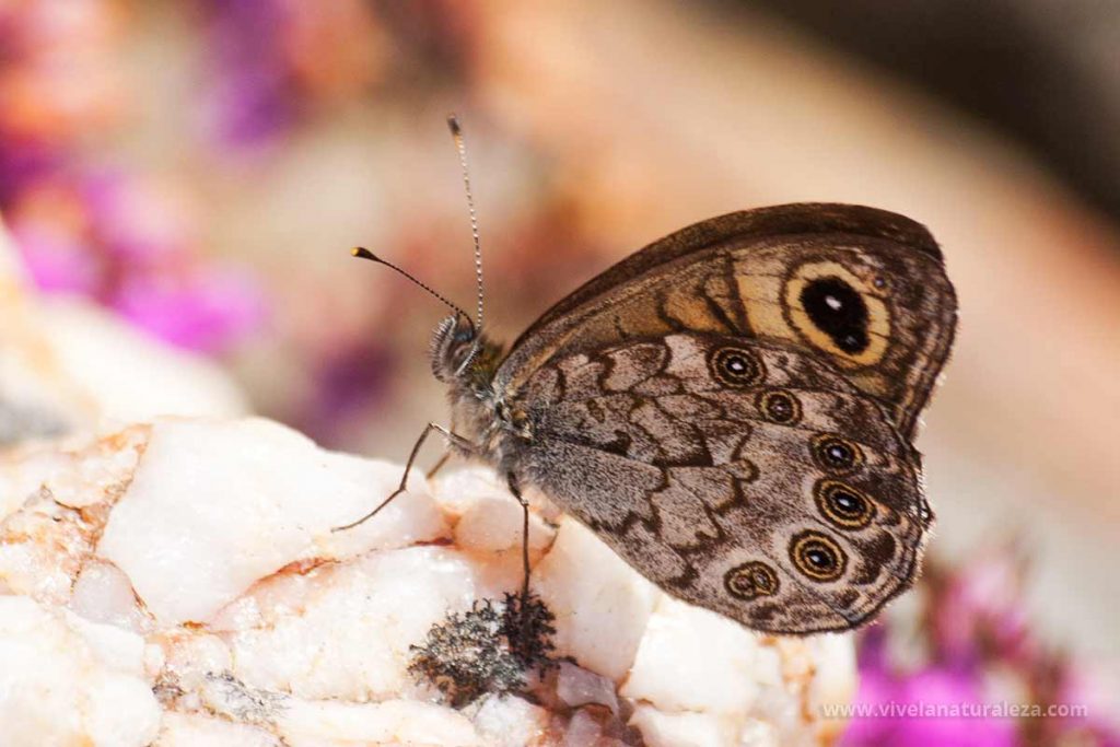 mariposa saltacercas (Lasiommata megera)