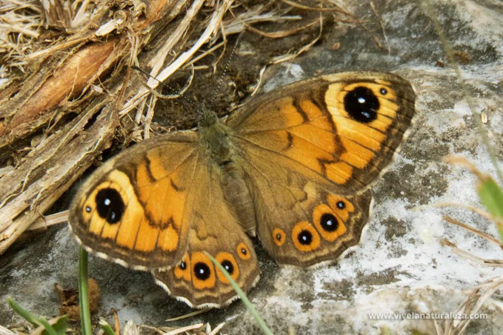 Hembra de la mariposa saltacercas (Lasiommata megera)
