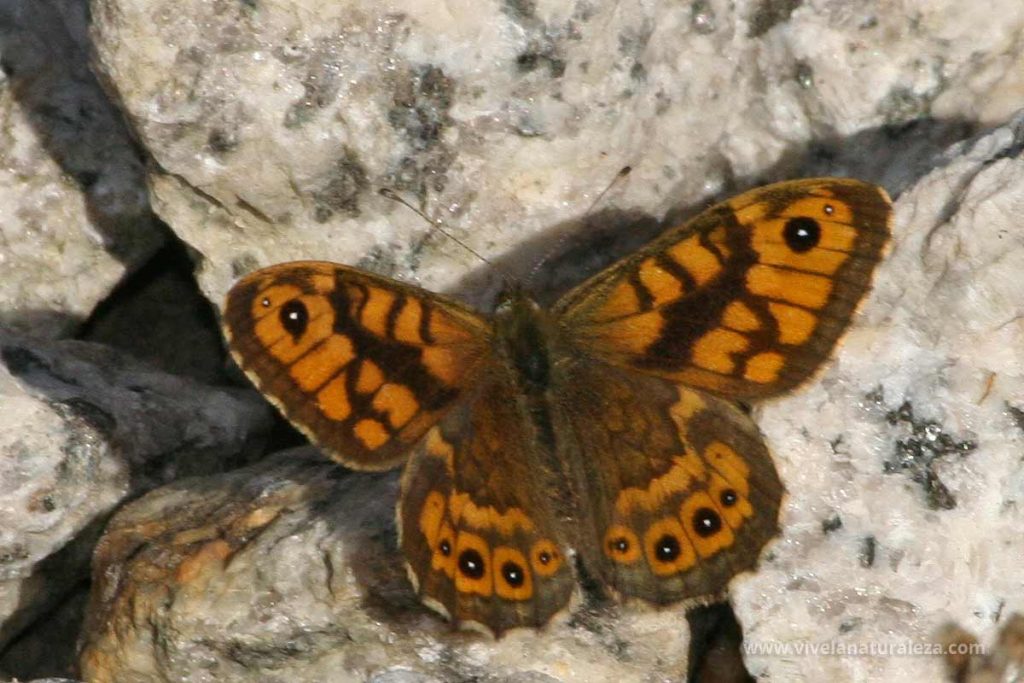 Macho de la mariposa saltacercas (Lasiommata megera)