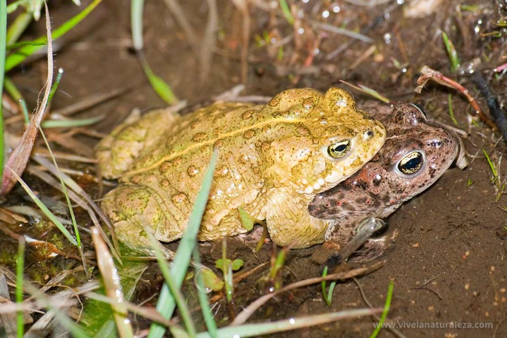 Sapo corredor - Epidalea calamita