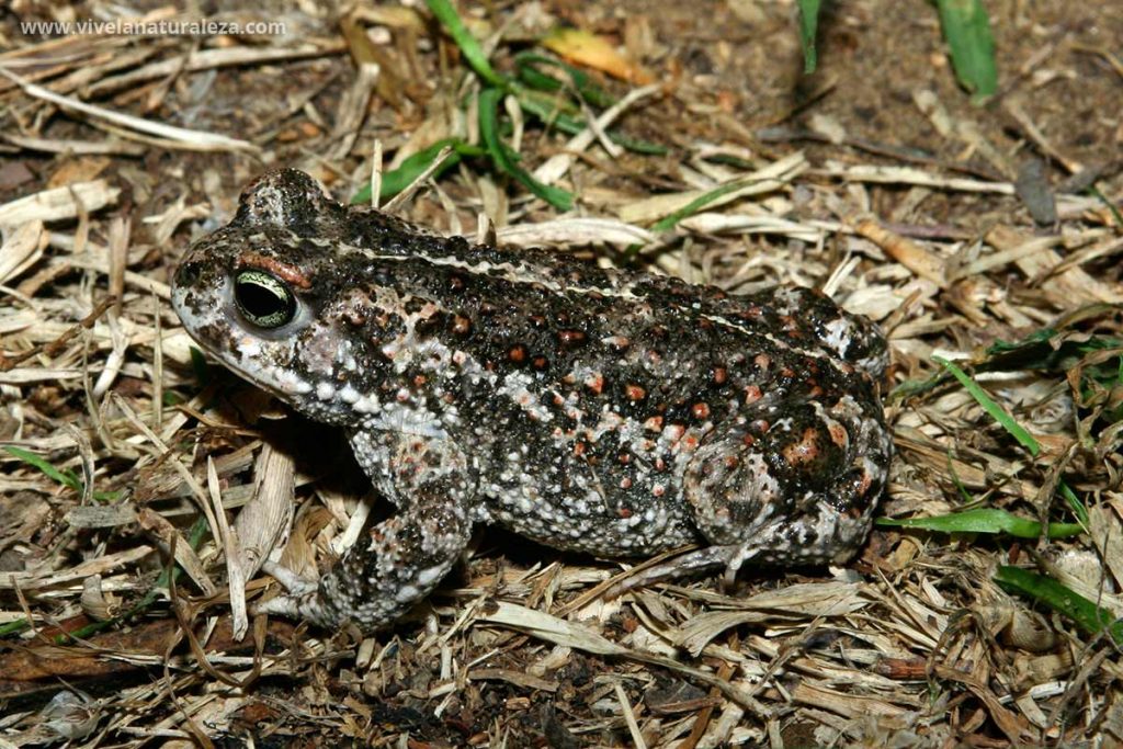 Sapo corredor (Epidalea calamita - Bufo calamita)