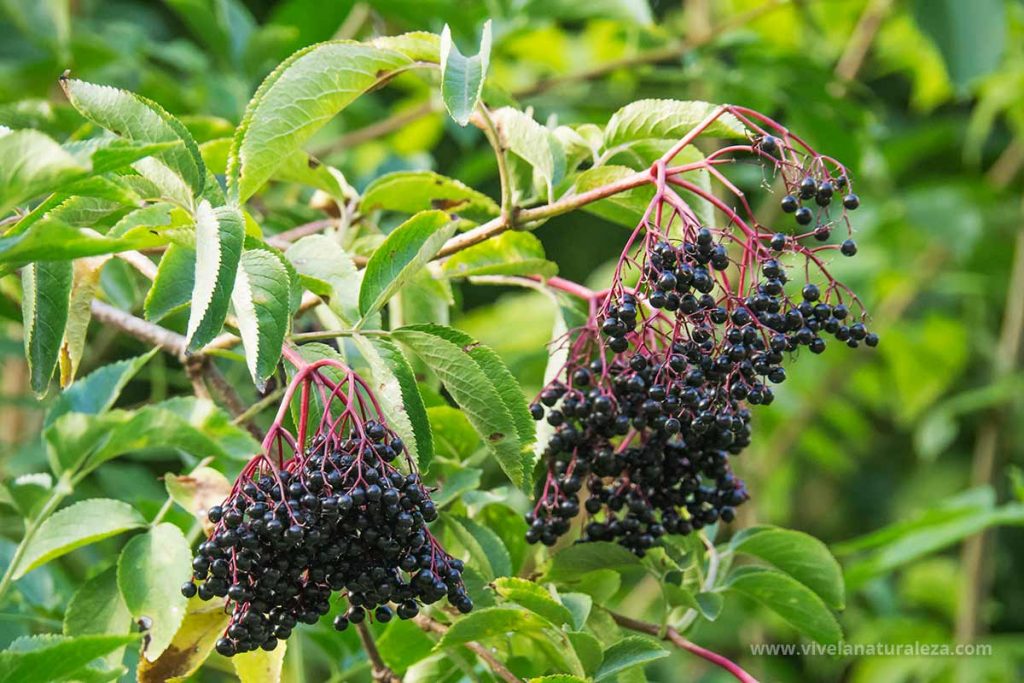 Sambucus