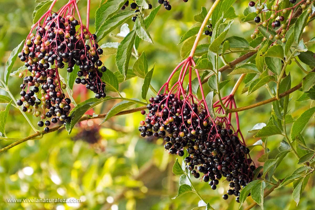 Sauco - Sambucus nigra : rbol lleno de propiedades
