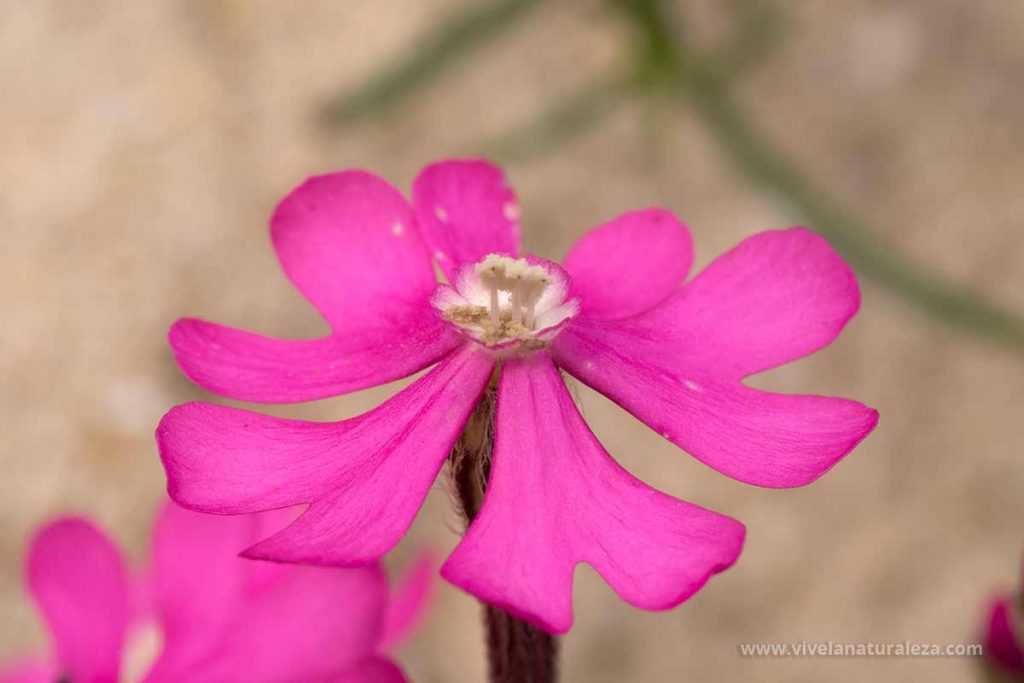 Detalle de la flor de Silene scabriflora