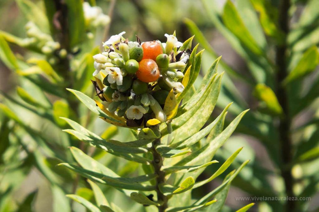 Flores y frutos de Torvisco (Daphne gnidium)