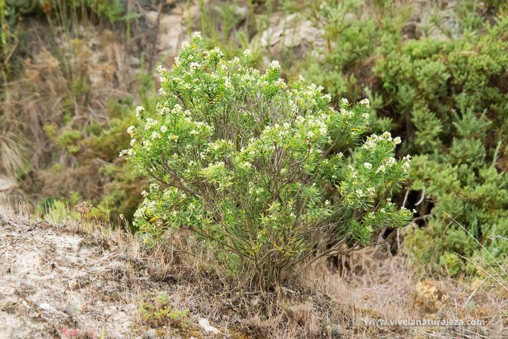 Vista del arbusto de Torvisco (Daphne gnidium)
