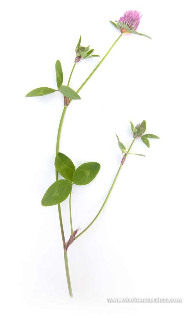 Trebol rojo o trebol de prado (Trifolium pratense) sobre fondo blanco