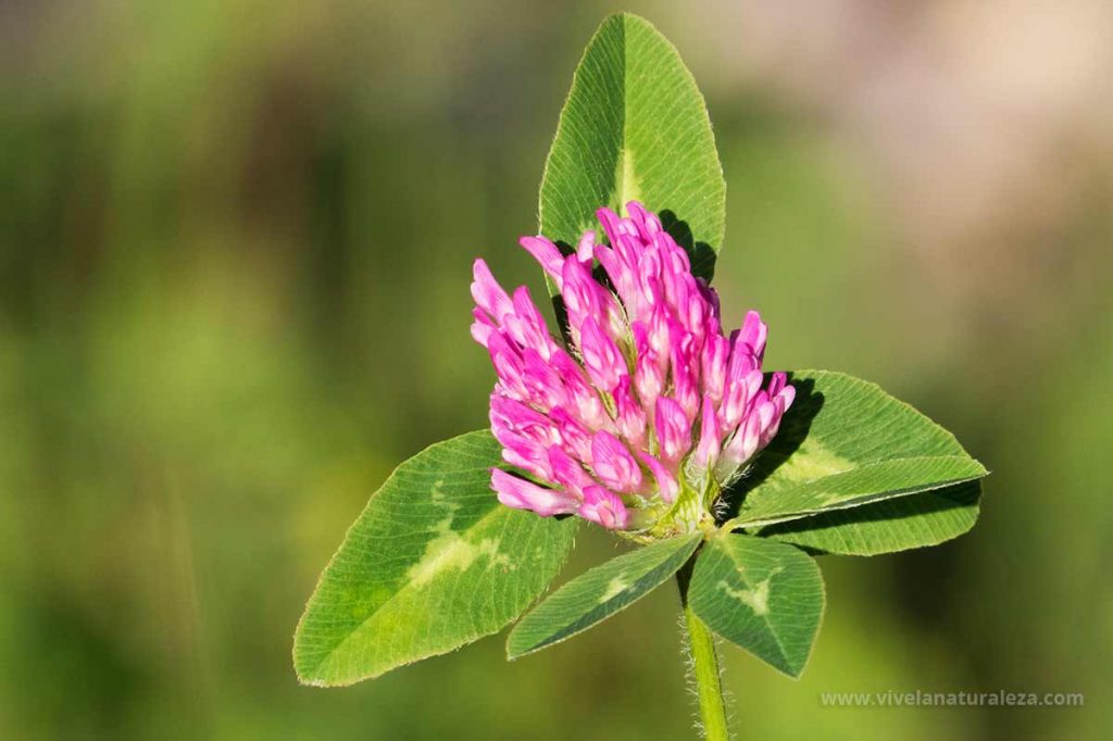 trébol rojo o trébol de prado (Trifolium pratense)