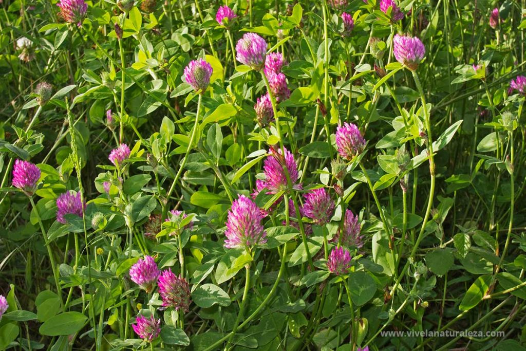 Mata de trebol rojo o trebol de prado (Trifolium pratense)