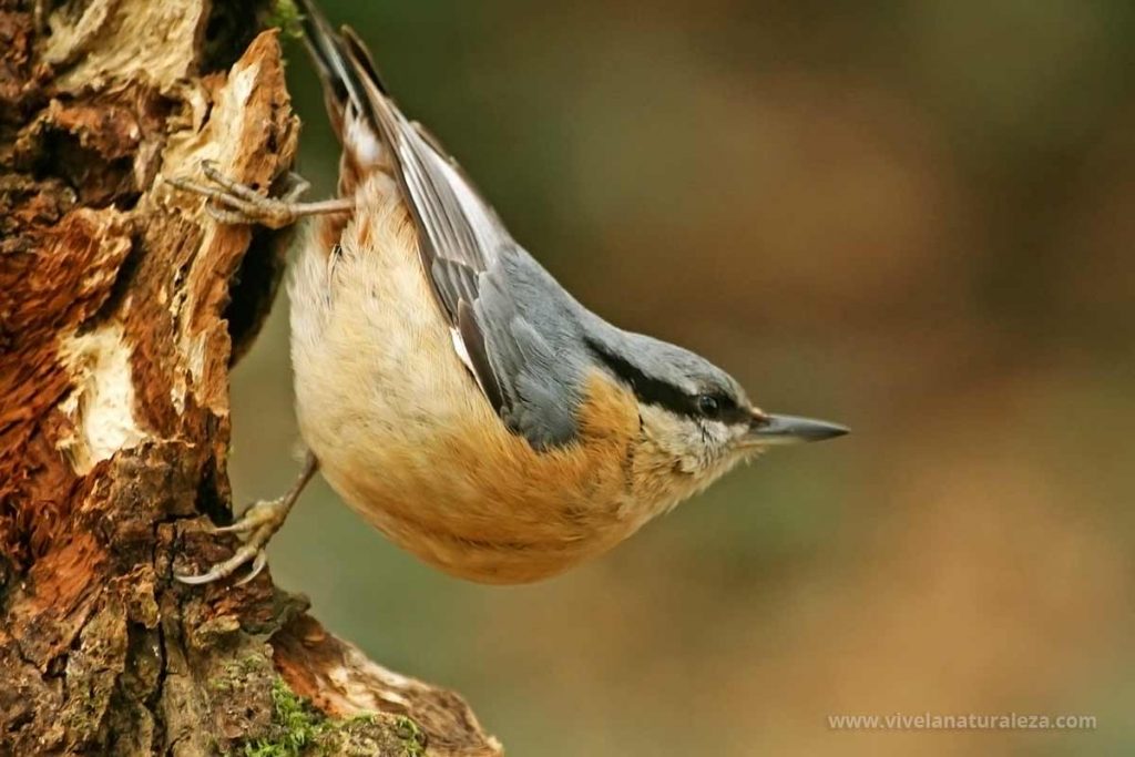 Trepador azul (Sitta europea), un ave de bonitos colores