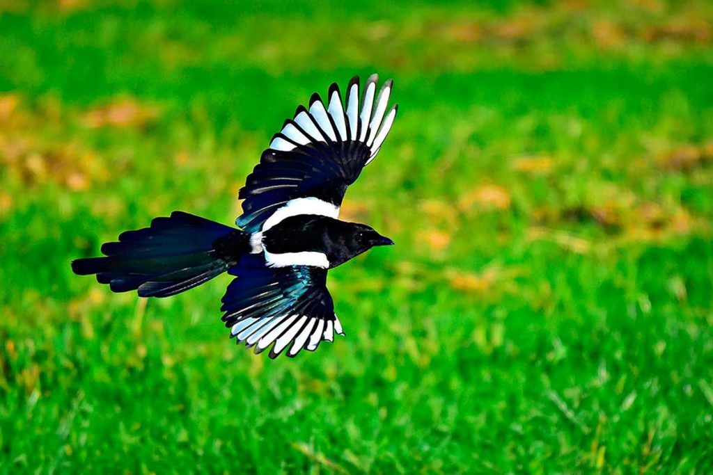 Urraca volando (Pica pica)