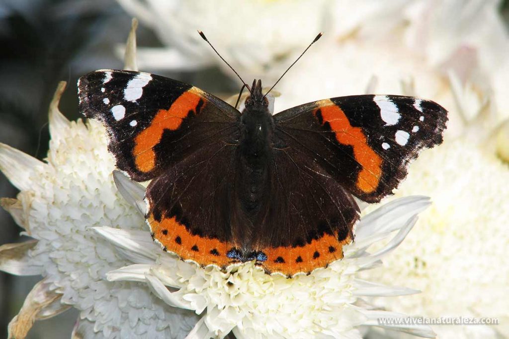 mariposa vulcana, almirante rojo o numerada (Vanessa atalanta)